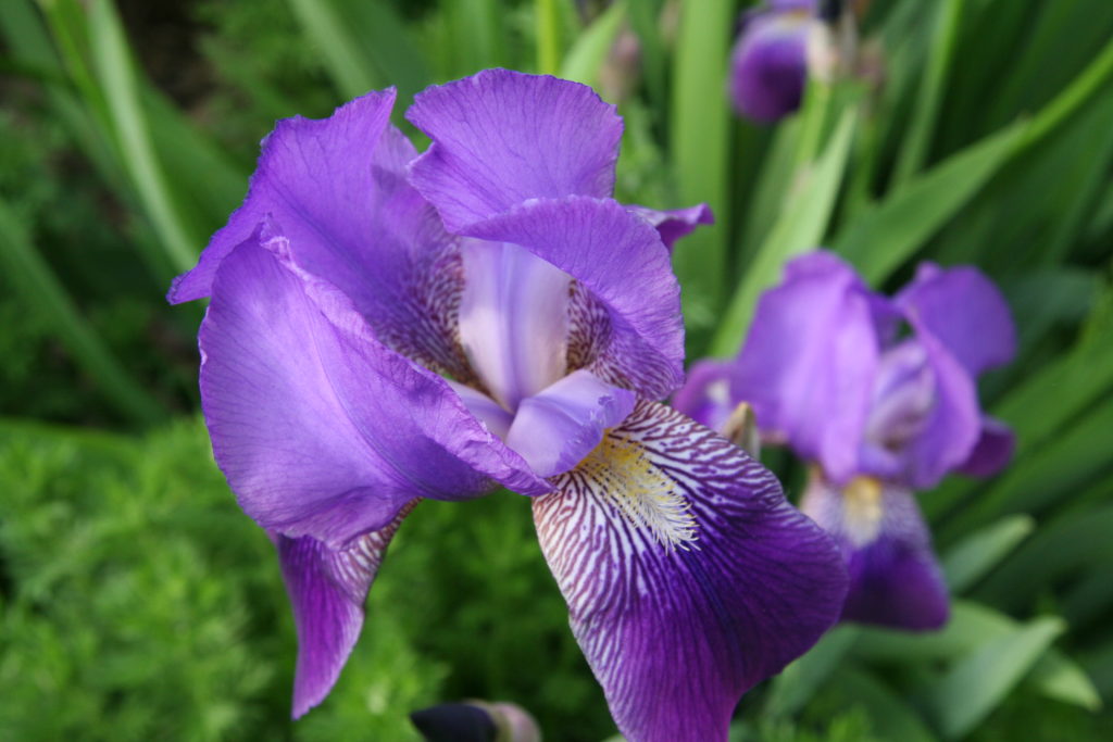 A bearded iris is beautiful additon to any landscape.